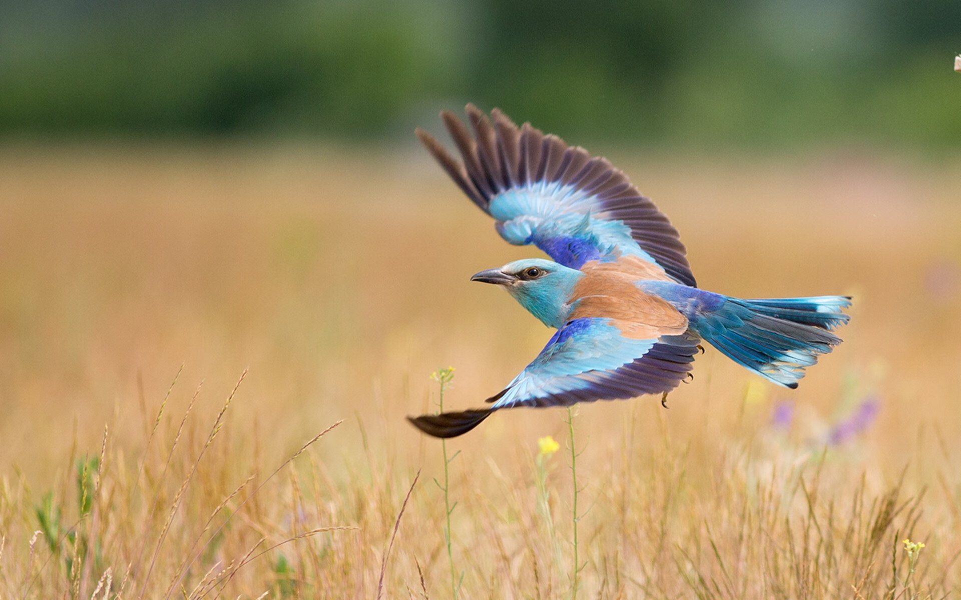 丹佛高原的跨界激战，拉梅洛用魔法让浙江吞下败绩