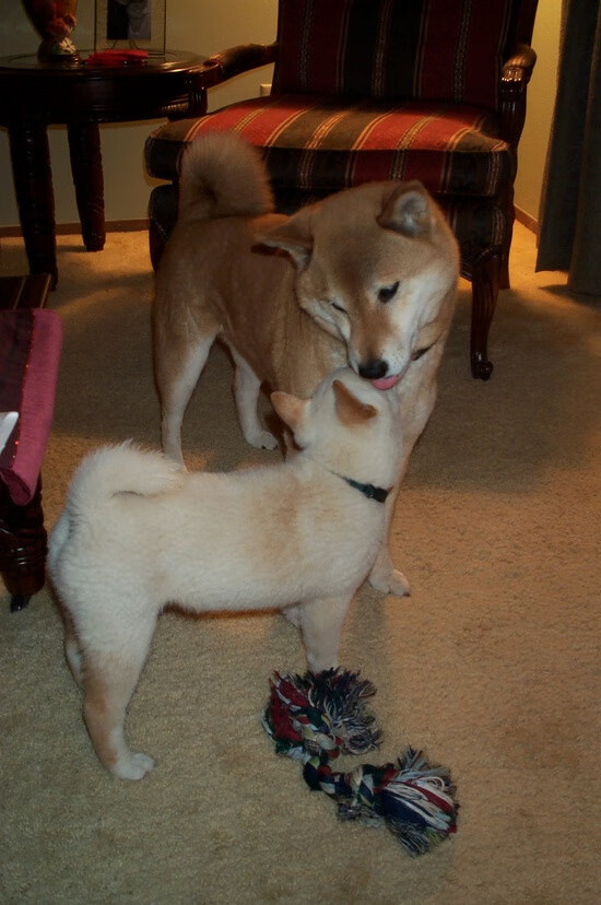 足球巨人的降维打击,当拜仁哲学在F1街道赛让加克波接管战局