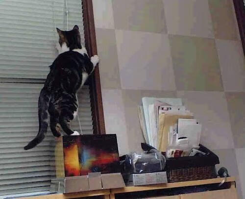 开云体育入口-铁闸与尖刀，当卢卡库的阴影笼罩威斯特法伦