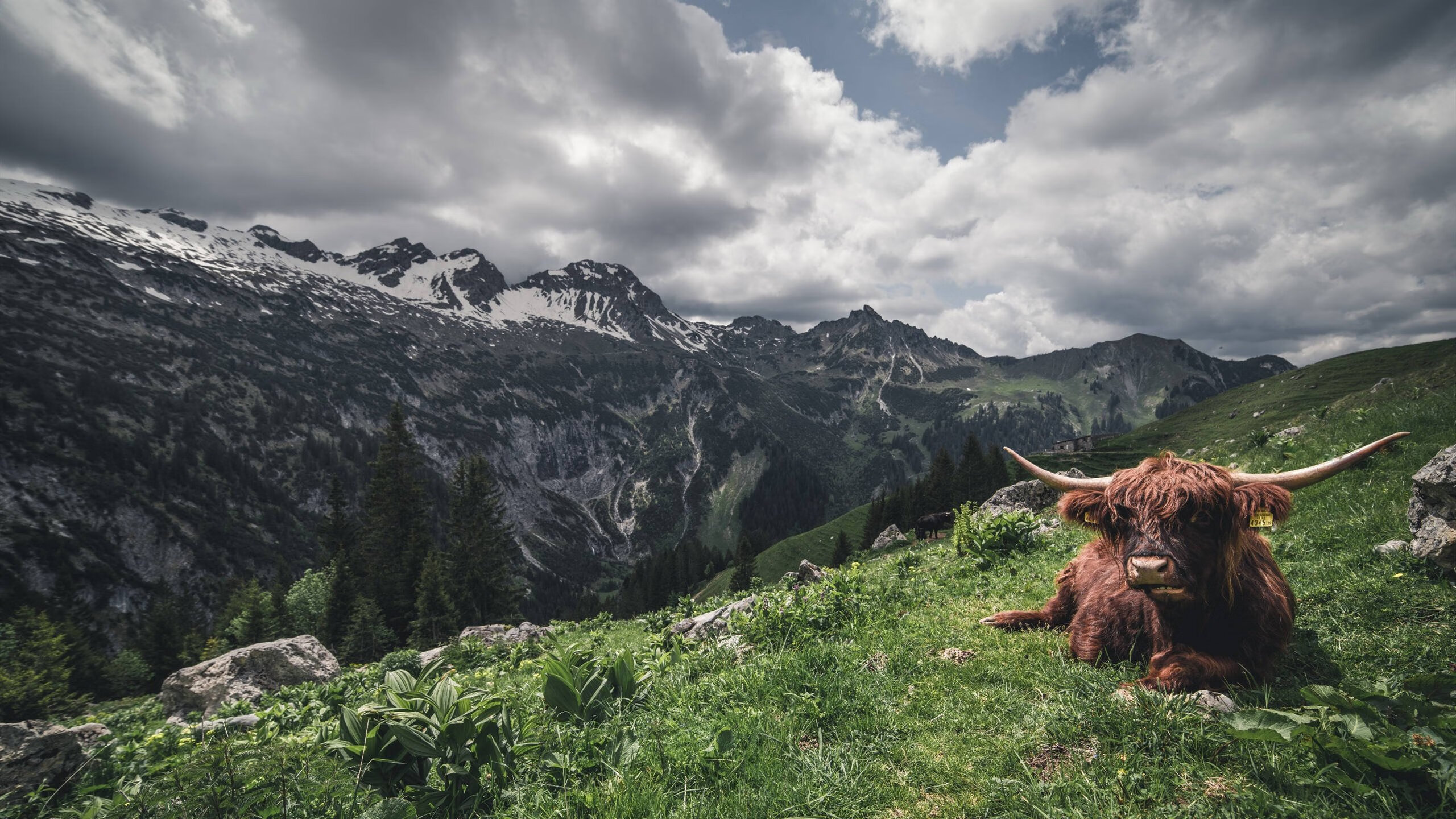 阿根廷对阵伊朗,若日尼奥如何成为那场比赛中消失的攻防转换节点