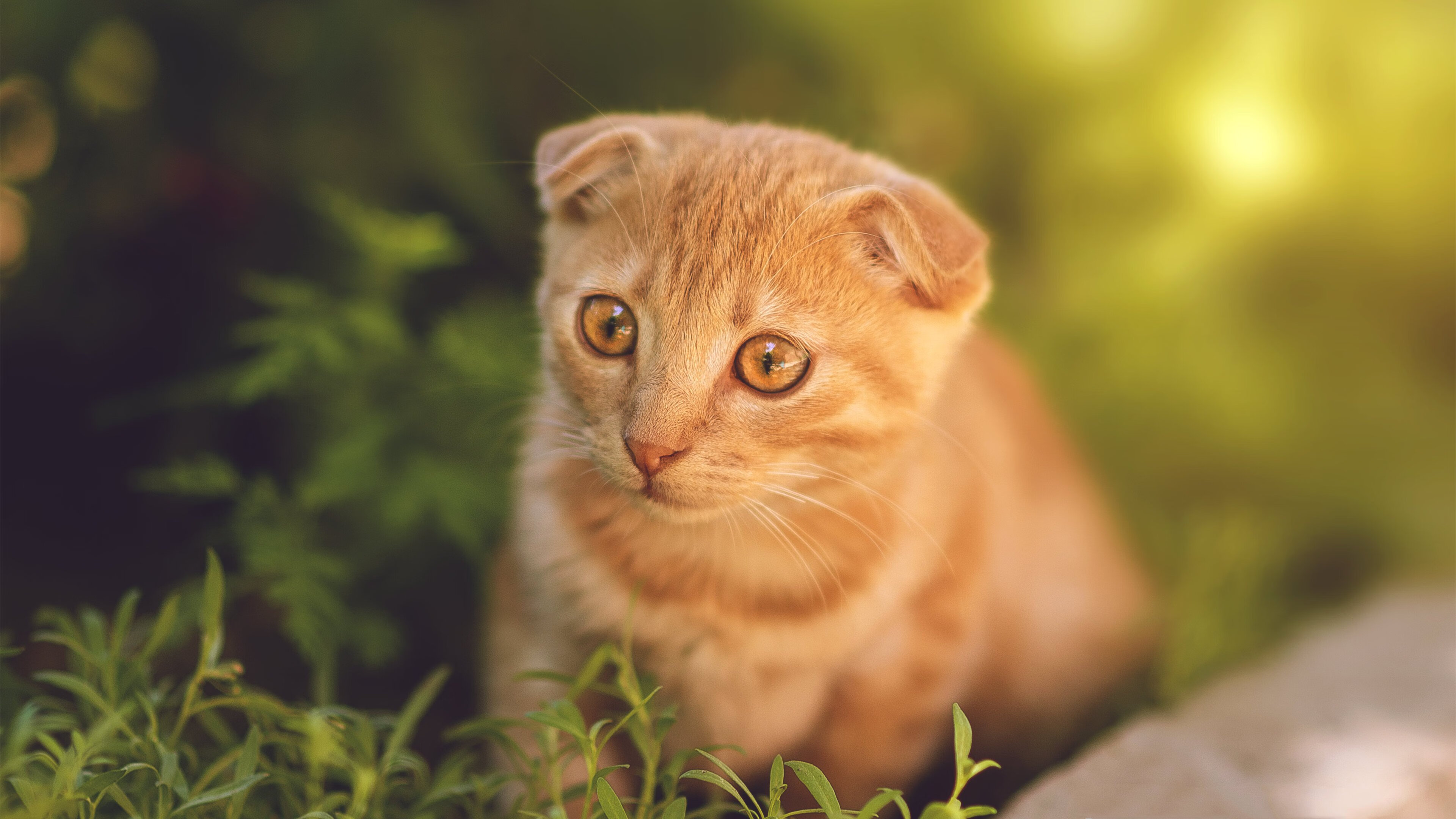 永恒瞬间,切特绝杀改写京粤争霸史
