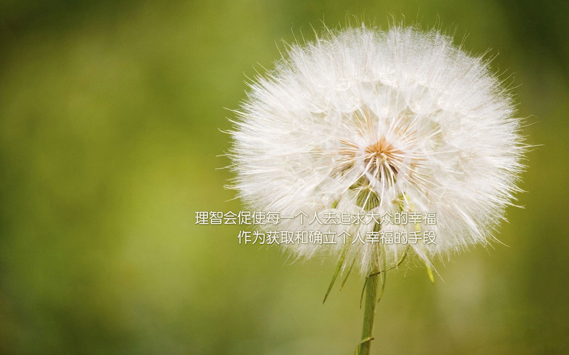 唯一解,布伦森47分钟死战成焦点,猛龙加时掀翻广东